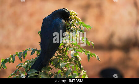 Ein drongo gesehen wird das Essen von Früchten. Stockfoto