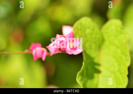 Star pink flower am Baum/Kleine rosa wilde Blume wächst auf Natur grüner Hintergrund Stockfoto