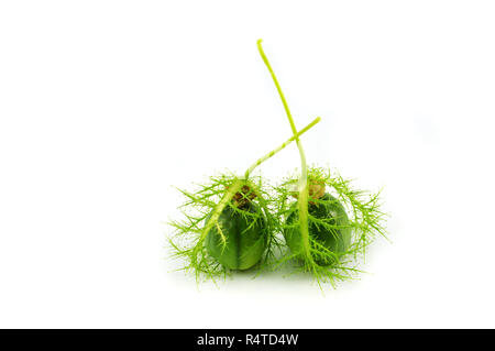 Passiflora foetida scarletfruit/Leidenschaft Blume grün Kirsche wilde Früchte auf weißem Hintergrund Stockfoto