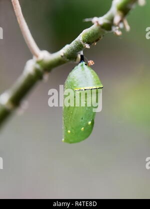 Puppen der Monarch butterfly hängen von einem Zweig Stockfoto