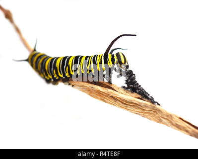 Monarch butterfly Caterpillar essen seinen eigenen Larven Haut Stockfoto