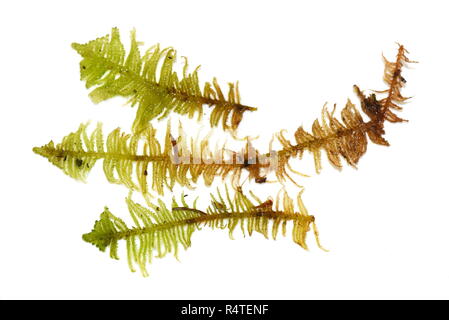 Ritter plume moss Ptilium crista-castrensis auf weißem Hintergrund Stockfoto