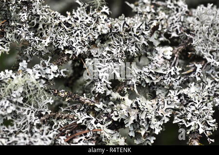 Nahaufnahme auf Hypogymnia physodes flechten Rohr Stockfoto