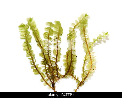 Nahaufnahme auf dem Größere Featherwort moss Plagiochila asplenioides auf weißem Hintergrund Stockfoto