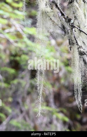 Die lange Flechten Old Man's Bart Dolichousnea longissima auf einer alten Fichte Stockfoto