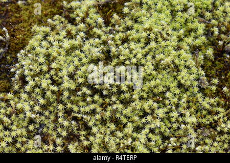 Woolly fringemoss Racomitrium Moos wächst auf Stein Stockfoto