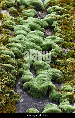 Verschiedene Moose wachsen zusammen auf einem Felsen Stockfoto