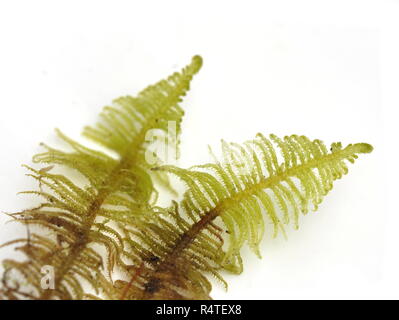 Ritter plume moss Ptilium crista-castrensis auf weißem Hintergrund Stockfoto