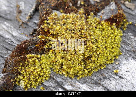 Woolly fringemoss Racomitrium Moos wächst auf Stein Stockfoto