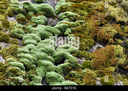 Verschiedene Moose wachsen zusammen auf einem Felsen Stockfoto