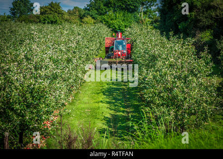 Äpfel werden im Spätsommer, in Somerset, September 2018 geerntet Stockfoto