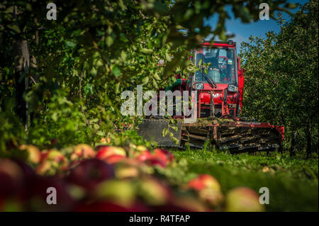 Äpfel werden im Spätsommer, in Somerset, September 2018 geerntet Stockfoto