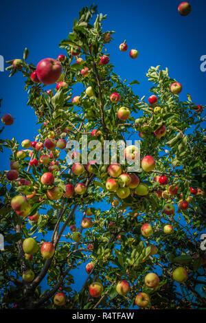 Äpfel werden im Spätsommer, in Somerset, September 2018 geerntet Stockfoto