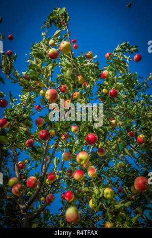 Äpfel werden im Spätsommer, in Somerset, September 2018 geerntet Stockfoto