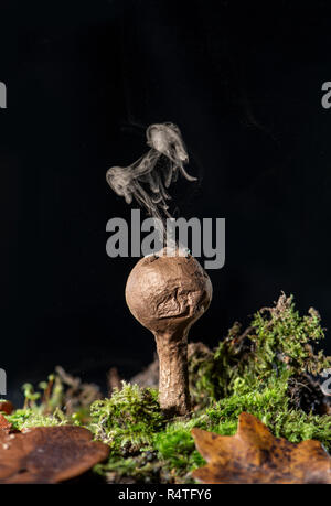 Gemeinsame Puffball: Lycoperdon perlatum. Entladung Sporen folgende Auswirkungen von Wasser tropfen. Stockfoto