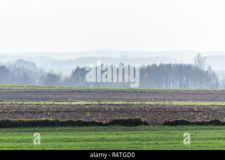 Herbst Wald im Nebel im Hintergrund. Gepflügten Feldern und grünen Wiesen im Vordergrund. Podlasien, Polen. Stockfoto