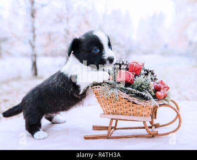 Corgi Welpen mit neuen Jahr Schlitten mit Geschenken auf dem Winter Hintergrund Stockfoto