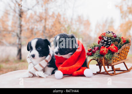 Lustige corgi Welpen Hunde in santa Kleidung Stockfoto