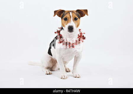 Close up Portrait von süßen Jack Russell hund welpe mit Red Christmas Wreath. Grußkarte zu Weihnachten und Neues Jahr Stockfoto