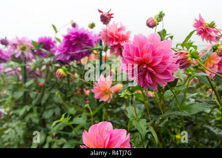 Chrysanthemen in Rosa und Lila Stockfoto