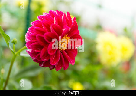 Chrysanthemen Garten Stockfoto