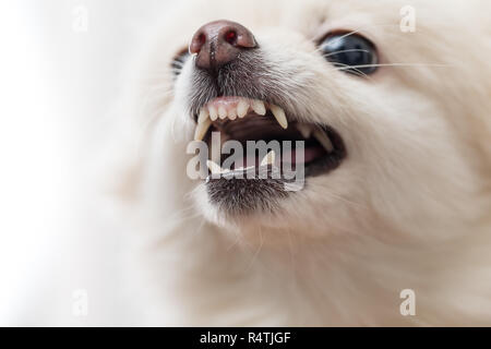 Weiß Pomeranian zeigt Zähne Stockfoto