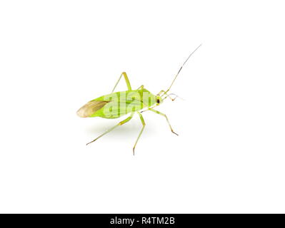 Grüne capsid Lygocoris pabulinus auf weißem Hintergrund Stockfoto