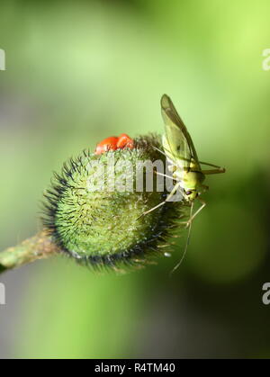 Grüne capsid Lygocoris pabulinus auf einem Knospe sitzt Stockfoto