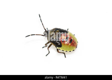 Birke shieldbug Elasmostethus interstinctus Nymphe auf weißem Hintergrund Stockfoto