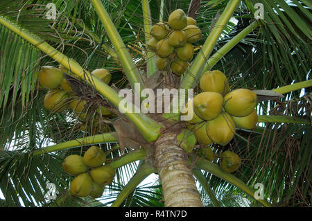 Reife Kokosnüsse auf Palm Tree, Sri Lanka Stockfoto