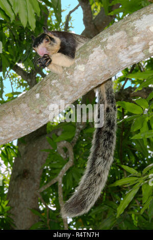 Malabar Riese Eichhörnchen (Ratufa indica) Fütterung auf Zweig, Hikkaduwa, Sri Lanka Stockfoto