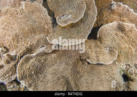 Schlange Coral (Pachyseris speciosa), Rotes Meer, Ägypten, Rotes Meer, Ägypten Stockfoto