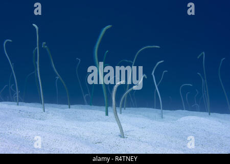 Gruppe von Red Sea garden Aale (Gorgasia sillneri), ernähren sich von Plankton floating von Ihnen lehnte sich aus dem sandigen Boden Stockfoto