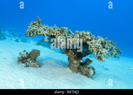 Einzelne Tischkoralle (Acropora Pharaonis) auf Sandboden, Rotes Meer, Sharm El Sheikh, Sinai-Halbinsel, Ägypten Stockfoto