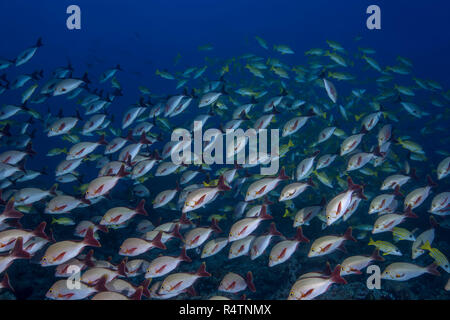 Schule der Fische Buckelwale Red Snapper (Lutjanus gibbus) im blauen Wasser, Indischer Ozean, Malediven Stockfoto