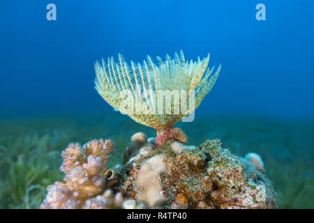 Indische Staubwedel Worm (Sabellastarte californica), Rotes Meer, Dahab, Ägypten Stockfoto