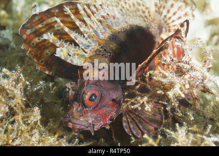 Giftige Fische, Zebra Lionfish (Dendrochirus zebra) verbirgt unter Algen im flachen Wasser, Rotes Meer, Dahab, Ägypten Stockfoto