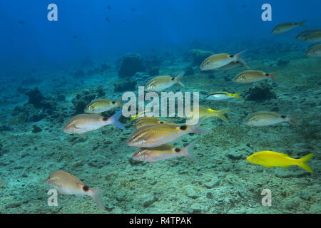 Gemischte Schule des Goatfishes, zwei Barben (Parupeneus rubescens), Goldspotted Meerbarben (Parupeneus cyclostomus) und das Rote Meer Stockfoto