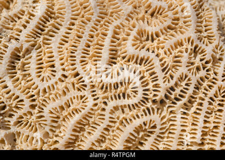 Coral fossilen Textur Hintergrund, Marsa Alam, Ägypten Stockfoto