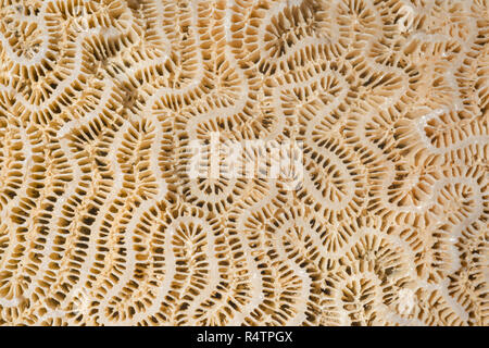 Coral fossilen Textur Hintergrund, Marsa Alam, Ägypten Stockfoto