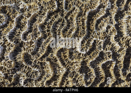 Coral fossilen Textur Hintergrund, Marsa Alam, Ägypten Stockfoto