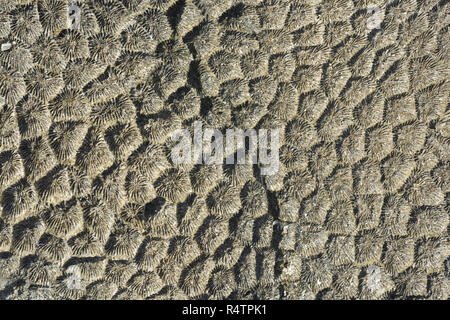 Coral fossilen Textur Hintergrund, Marsa Alam, Ägypten Stockfoto