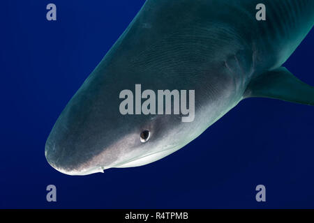 Tier Portrait von Tigerhai (Galeocerdo cuvier) im blauen Wasser, fuvahmulah Insel, Indischer Ozean, Malediven Stockfoto