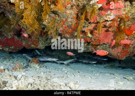 Schule der Fische, Junge Weißspitzen-Riffhaie (Triaenodon obesus), versteckt sich unter Coral Reef, fuvahmulah Insel, Indischer Ozean Stockfoto