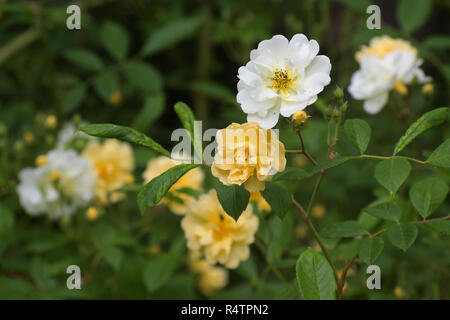 Aprikose gelben und weißen Blüten der Rambling rose Christine Helene, die kleinen Blüten auf langen rispen Erscheinen mehrmals im Laufe des Sommers Stockfoto