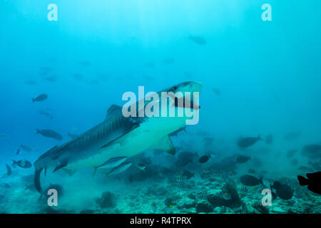 Tigerhai (Galeocerdo cuvier) Thunfisch essen, fuvahmulah Atoll, Malediven, Indischer Ozean Stockfoto