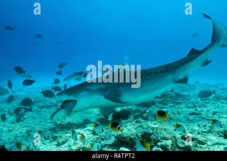 Tigerhai (Galeocerdo cuvier) Thunfisch essen, fuvahmulah Atoll, Malediven, Indischer Ozean Stockfoto