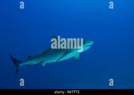 Tigerhai (Galeocerdo cuvier) schwimmt im Wasser, fuvahmulah Atoll, Malediven, Indischer Ozean Stockfoto