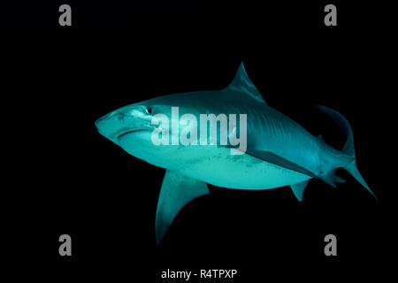 Tigerhai (Galeocerdo cuvier) schwimmt in der Nacht, fuvahmulah Atoll, Malediven, Indischer Ozean Stockfoto