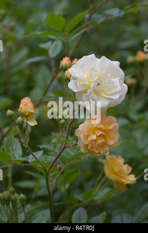 Blumen von 'Ghislaine de Féligonde' eine Wandern oder Klettern Rose mit blühenden Cluster in Lachs apricot, orange gelb auf weiß, in Frankreich gezüchtet von T Stockfoto